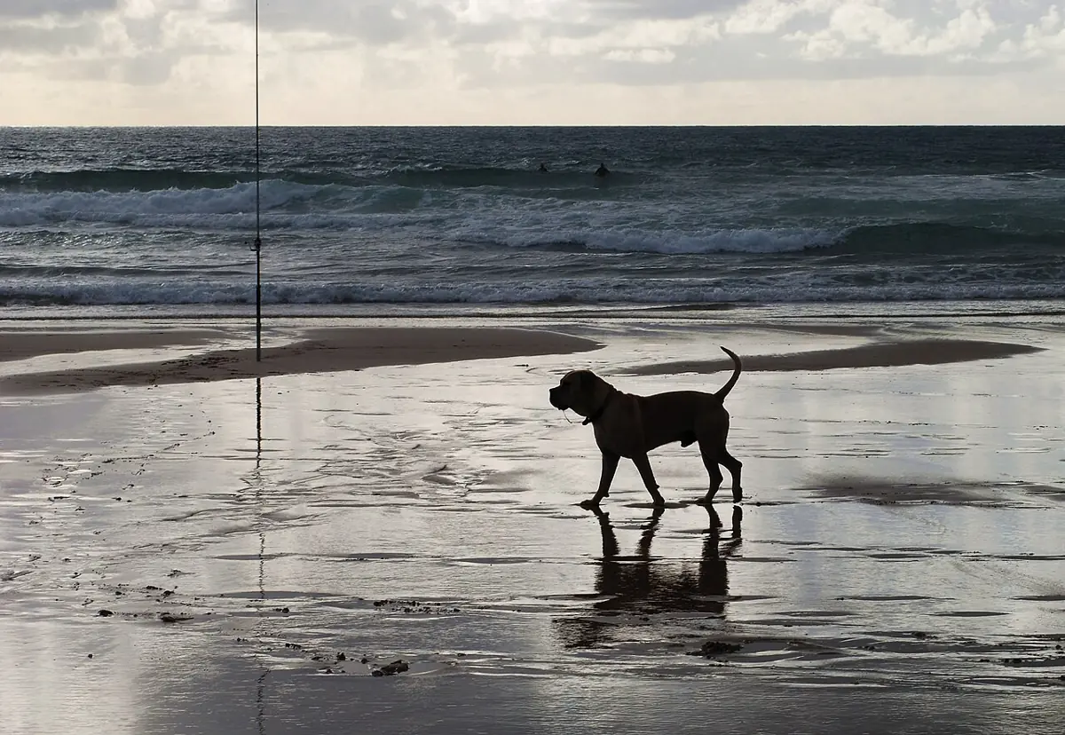 A dog walks across wet sand at Praia do Guincho as waves roll in.