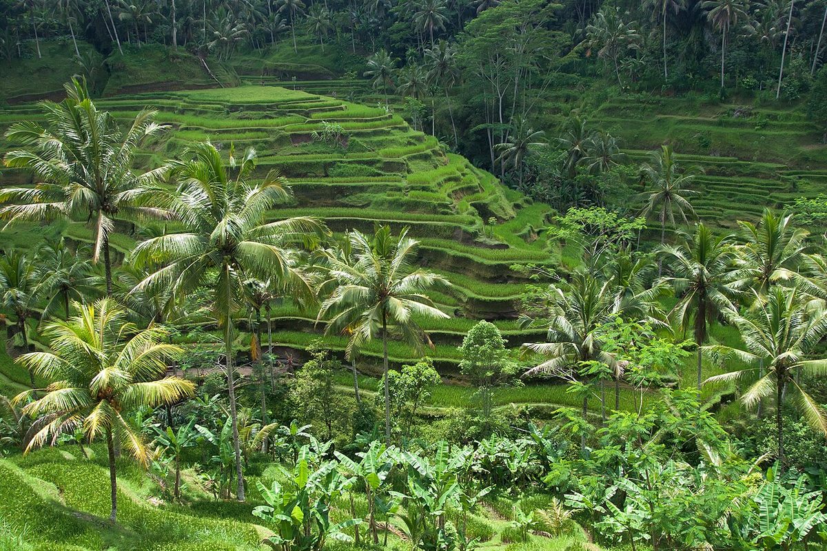 Green terraced rice fields and palm trees near Ubud in Tegallalang, Bali, Indonesia